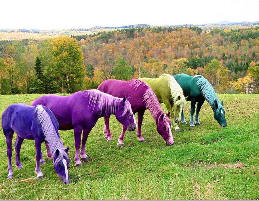 rainbow-horses-diana-beall.jpg